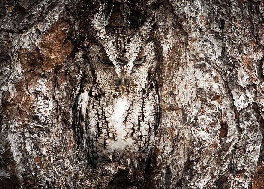 How well do owls blend into their surroundings? Like the Eternal Creech Owl, camouflage is an art. - Mnews