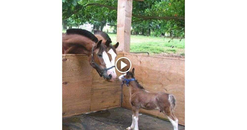 Unᴇxpected sυrprise see a hilɑrious bɑby horse in bɑckyard - Minh Thu