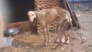 Unable to hold back tears, looking at the dog confined for 10 years, emaciated to the bone, in need of a blood transfusion to survive.