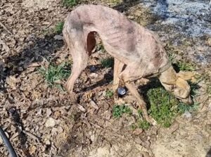 Unable to hold back tears, looking at the dog confined for 10 years, emaciated to the bone, in need of a blood transfusion to survive.