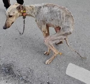 Unable to hold back tears, looking at the dog confined for 10 years, emaciated to the bone, in need of a blood transfusion to survive.