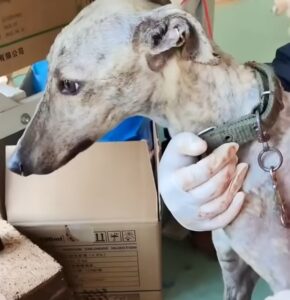 Unable to hold back tears, looking at the dog confined for 10 years, emaciated to the bone, in need of a blood transfusion to survive.