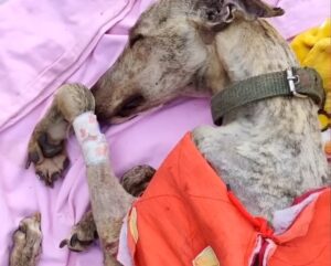 Unable to hold back tears, looking at the dog confined for 10 years, emaciated to the bone, in need of a blood transfusion to survive.