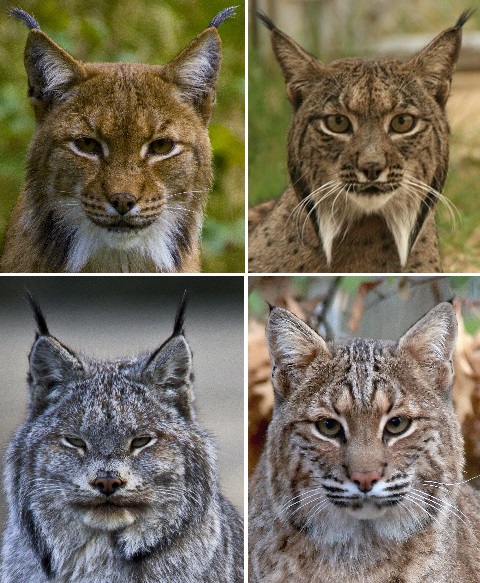 "The Fabled Lynx: A Remnant of Britain's Once Roaming Big Cats" - yeudon