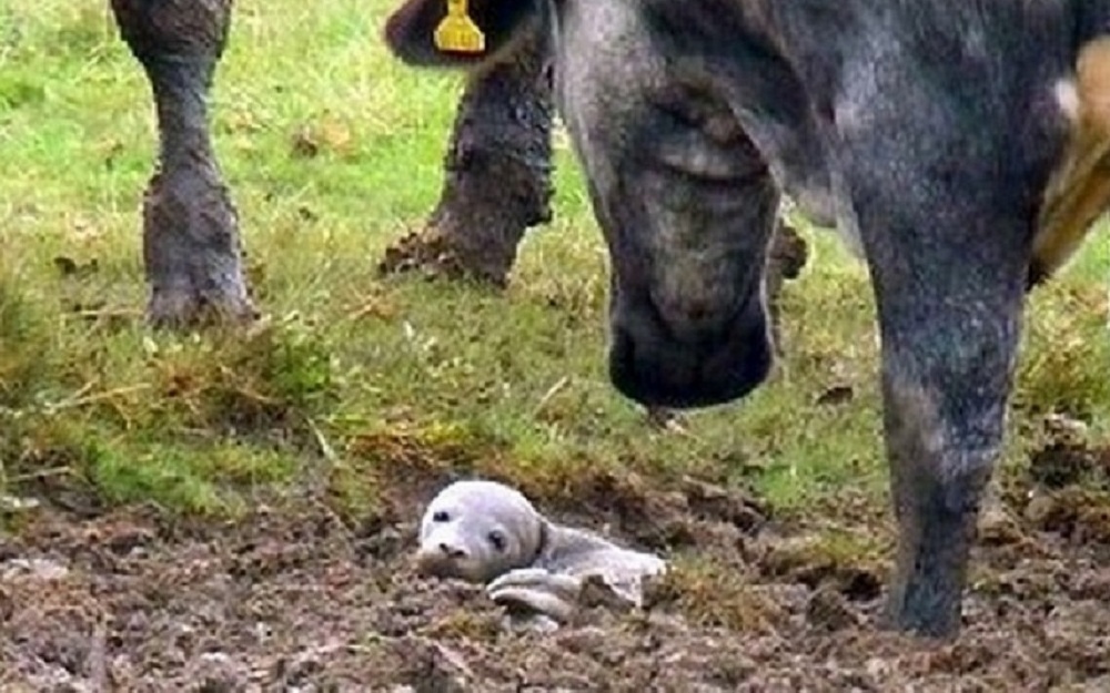 Man Finds Dying Puppy Buried Alive In The Ground, But It’s ‘Not A Puppy At All’