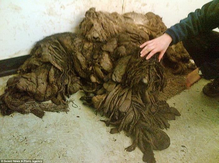 Man Rescues Severely Matted Dogs Thought To Be A Pile Of Rags