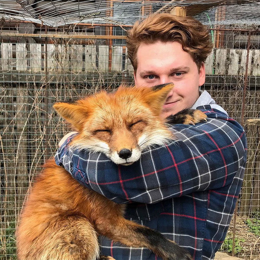 Man Saves Fox From Fur Farm And It Becomes His Most Loyal Friend