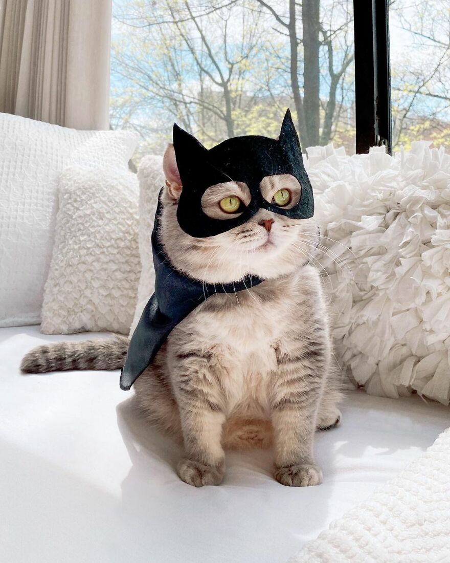 "Fashionable Feline: The Heartwarming Story of a Rescued Cat Who Became an Instagram Star" - yeudon