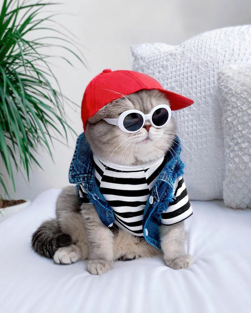 "Fashionable Feline: The Heartwarming Story of a Rescued Cat Who Became an Instagram Star" - yeudon