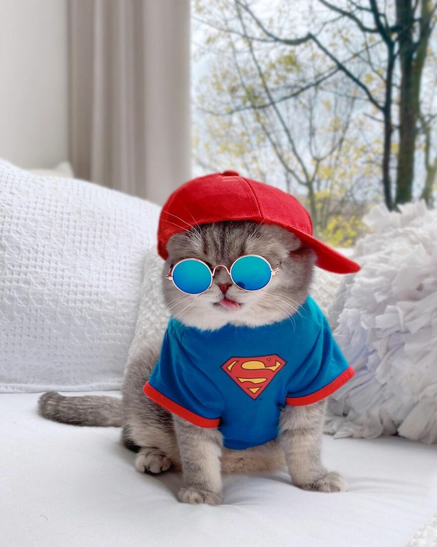 "Fashionable Feline: The Heartwarming Story of a Rescued Cat Who Became an Instagram Star" - yeudon