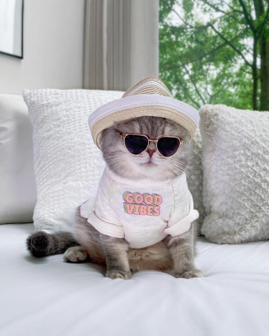 "Fashionable Feline: The Heartwarming Story of a Rescued Cat Who Became an Instagram Star" - yeudon