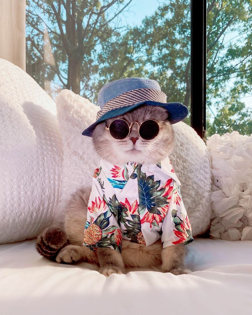 "Fashionable Feline: The Heartwarming Story of a Rescued Cat Who Became an Instagram Star" - yeudon