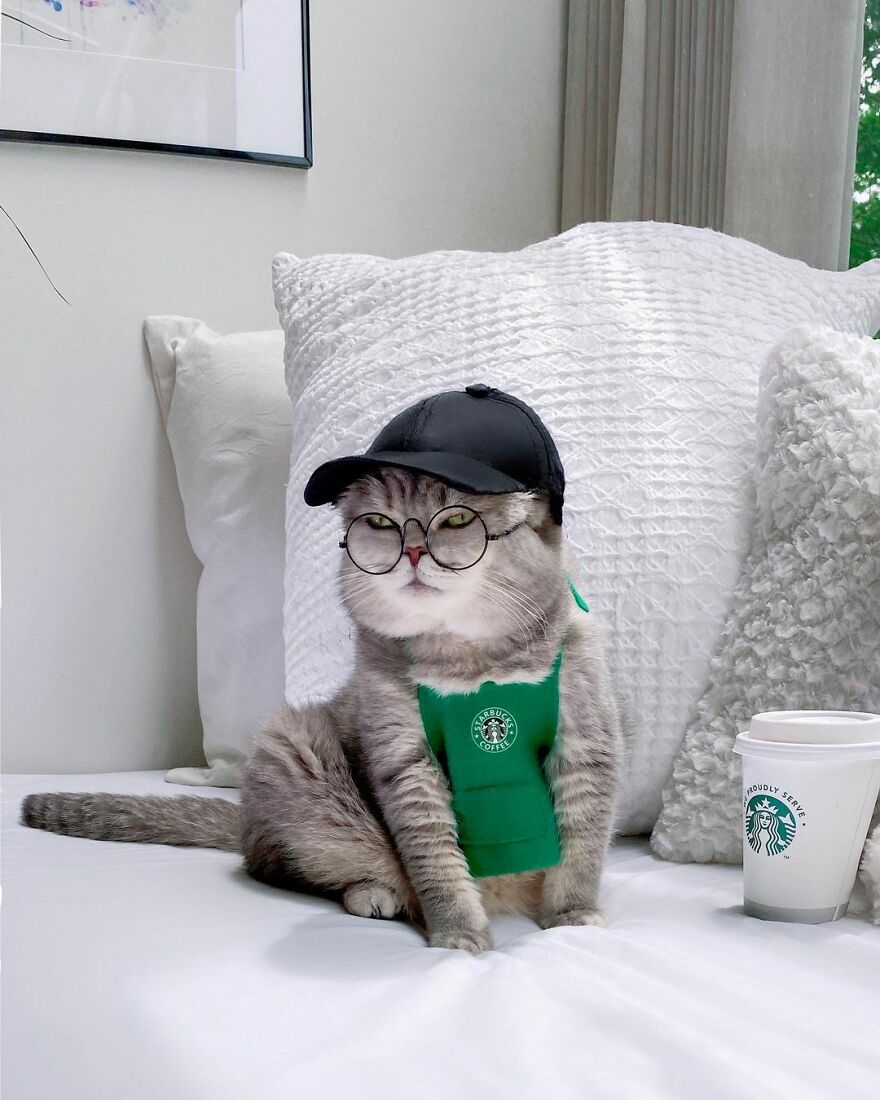 "Fashionable Feline: The Heartwarming Story of a Rescued Cat Who Became an Instagram Star" - yeudon