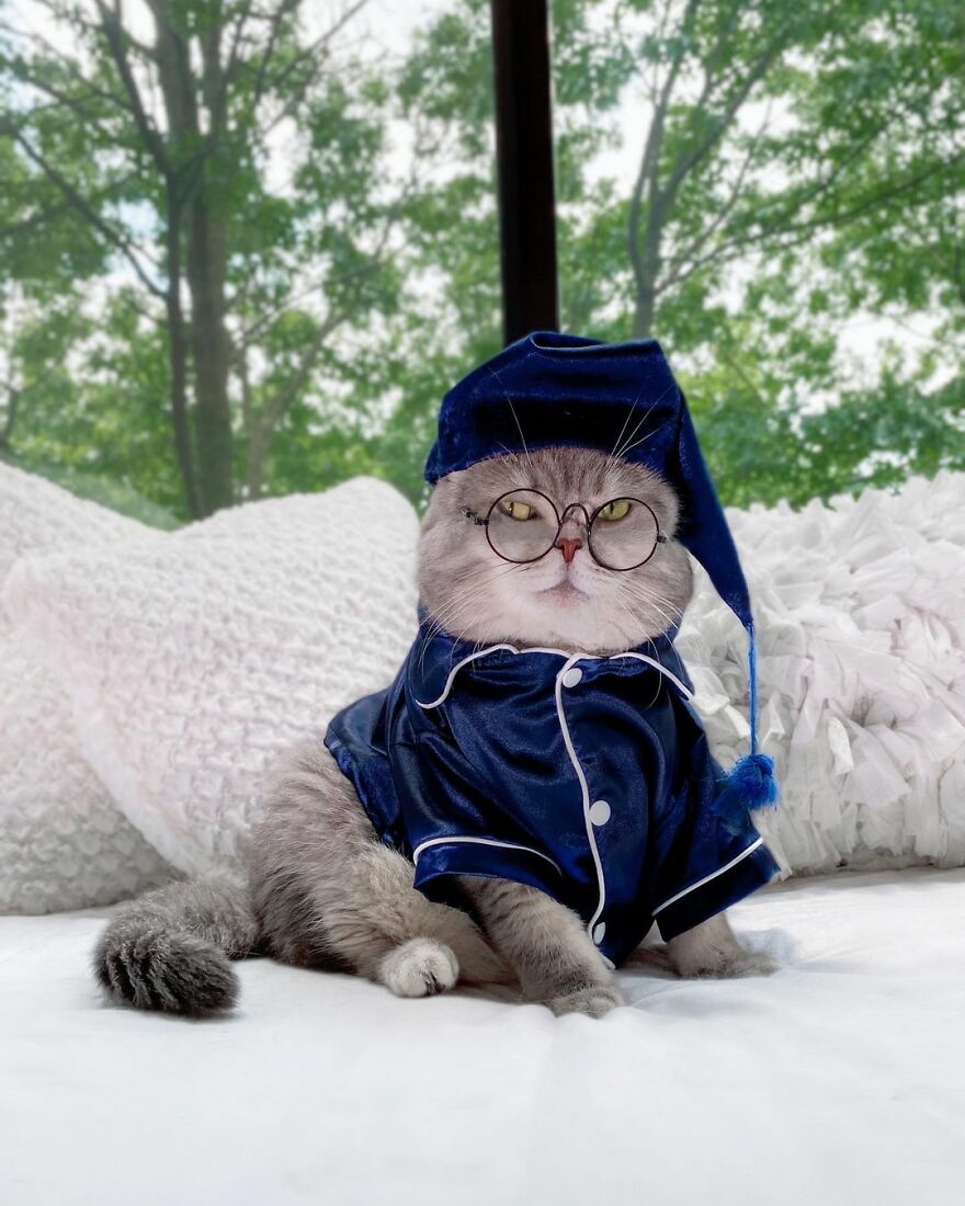 "Fashionable Feline: The Heartwarming Story of a Rescued Cat Who Became an Instagram Star" - yeudon