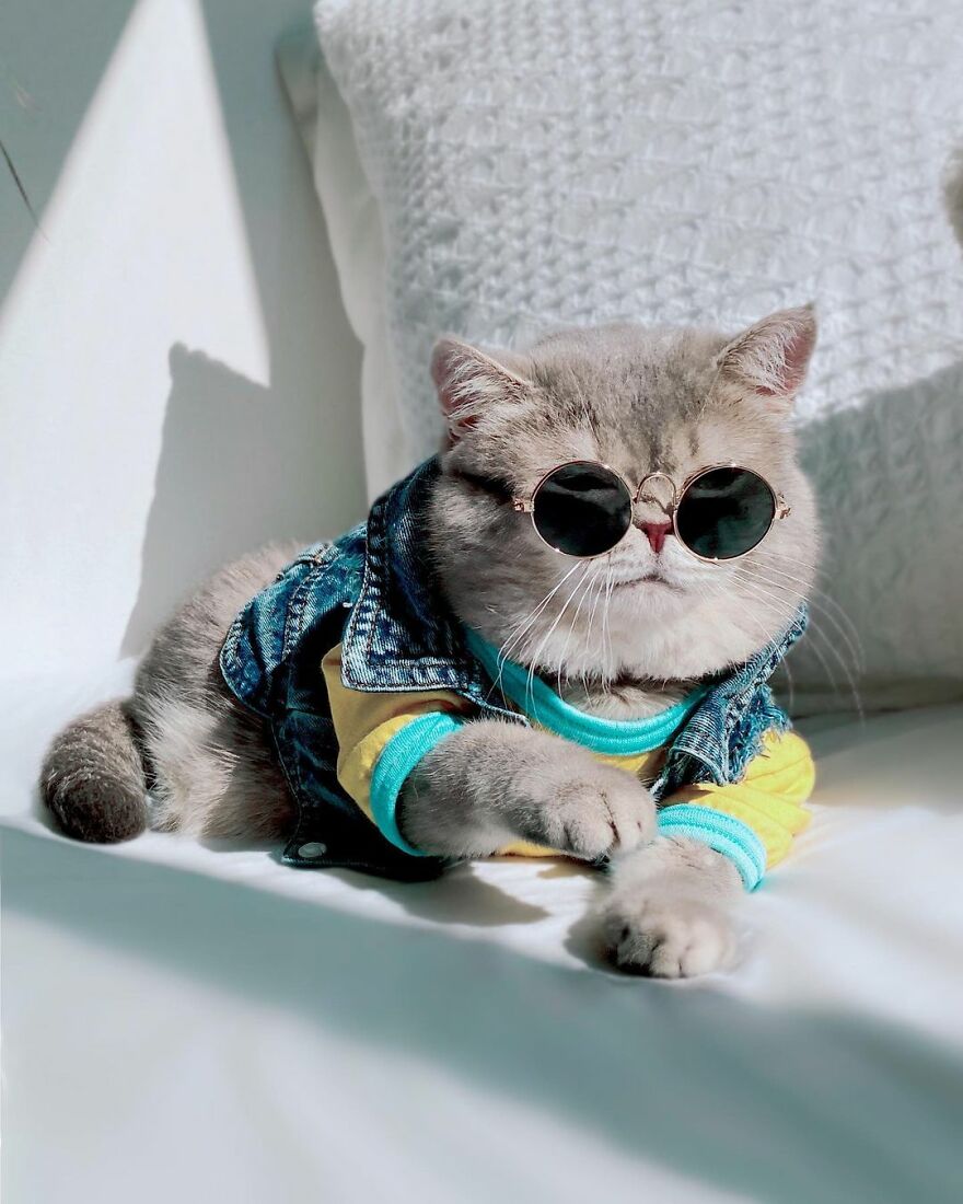 "Fashionable Feline: The Heartwarming Story of a Rescued Cat Who Became an Instagram Star" - yeudon