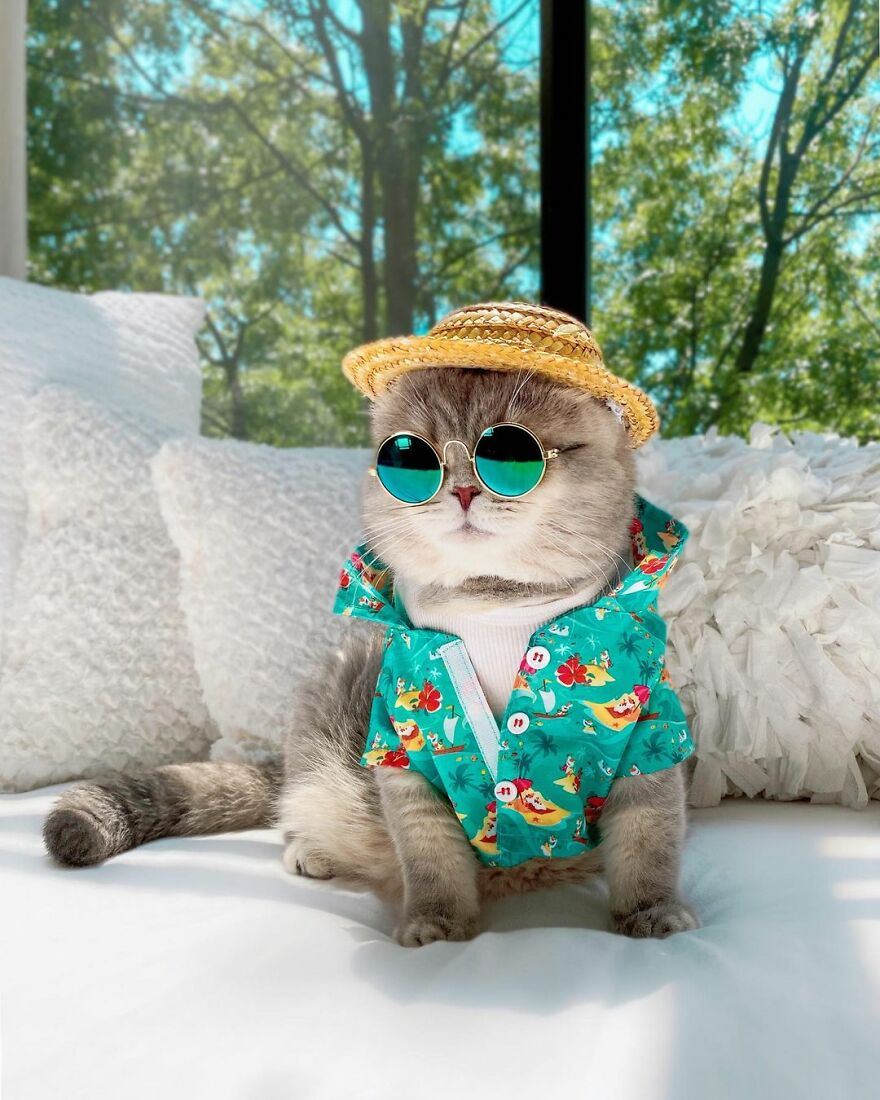 "Fashionable Feline: The Heartwarming Story of a Rescued Cat Who Became an Instagram Star" - yeudon