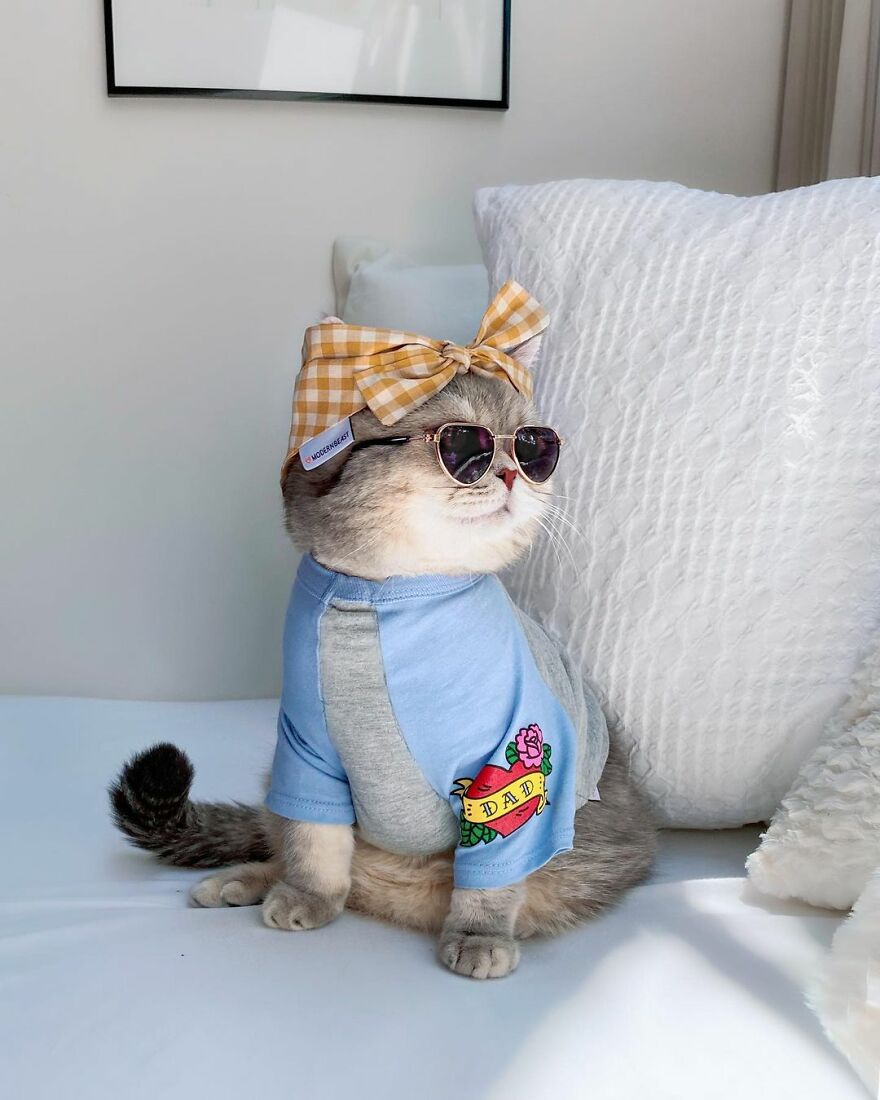 "Fashionable Feline: The Heartwarming Story of a Rescued Cat Who Became an Instagram Star" - yeudon