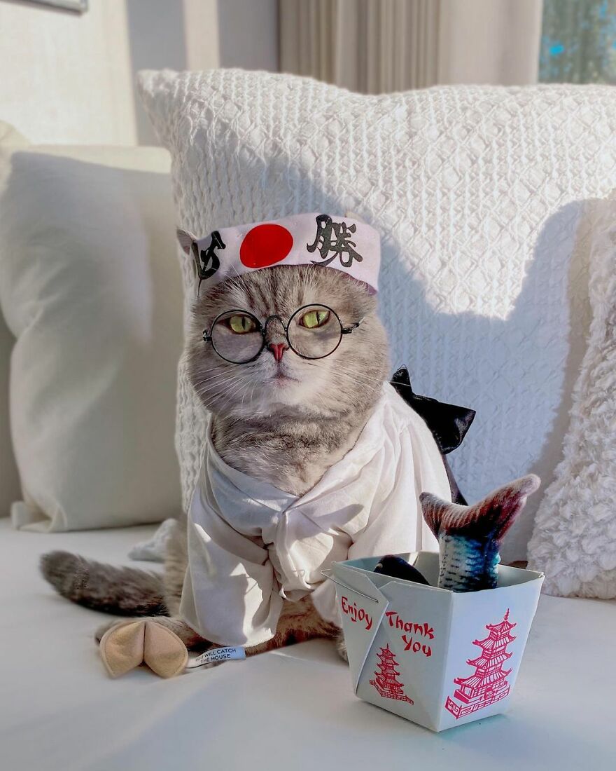 "Fashionable Feline: The Heartwarming Story of a Rescued Cat Who Became an Instagram Star" - yeudon