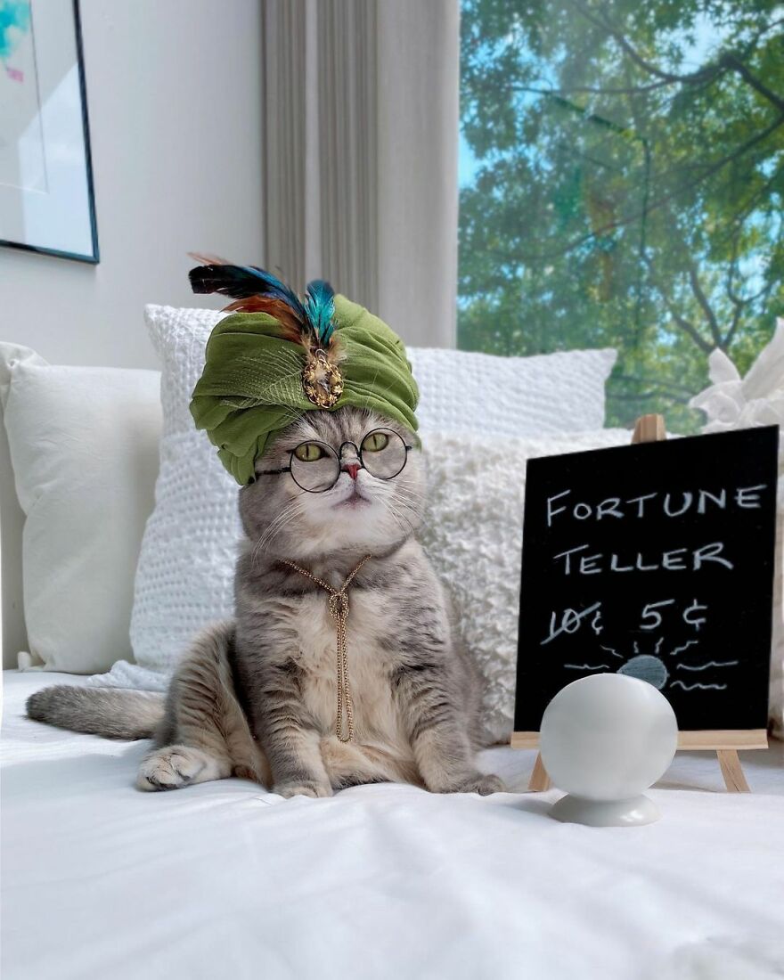 "Fashionable Feline: The Heartwarming Story of a Rescued Cat Who Became an Instagram Star" - yeudon