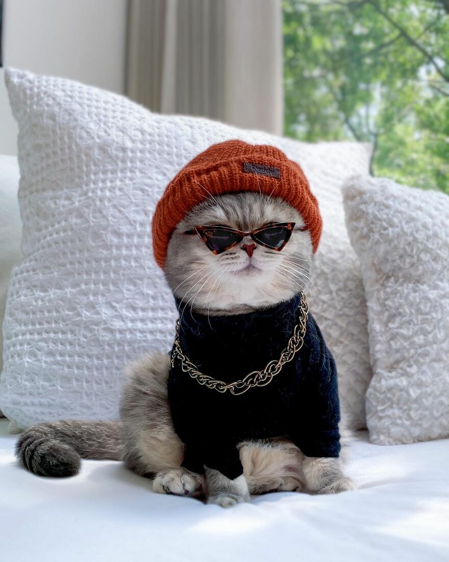 "Fashionable Feline: The Heartwarming Story of a Rescued Cat Who Became an Instagram Star" - yeudon