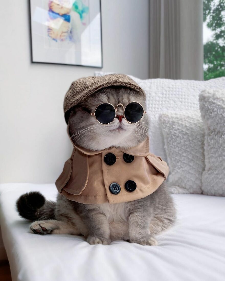 "Fashionable Feline: The Heartwarming Story of a Rescued Cat Who Became an Instagram Star" - yeudon