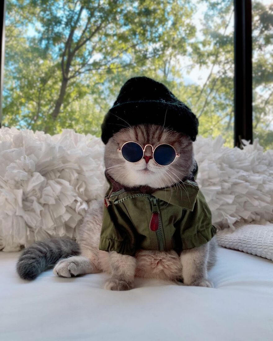 "Fashionable Feline: The Heartwarming Story of a Rescued Cat Who Became an Instagram Star" - yeudon