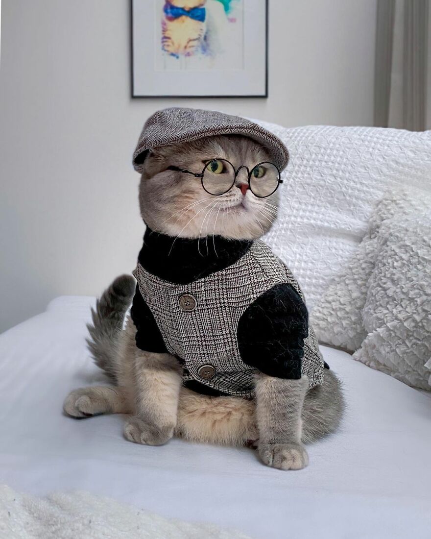 "Fashionable Feline: The Heartwarming Story of a Rescued Cat Who Became an Instagram Star" - yeudon