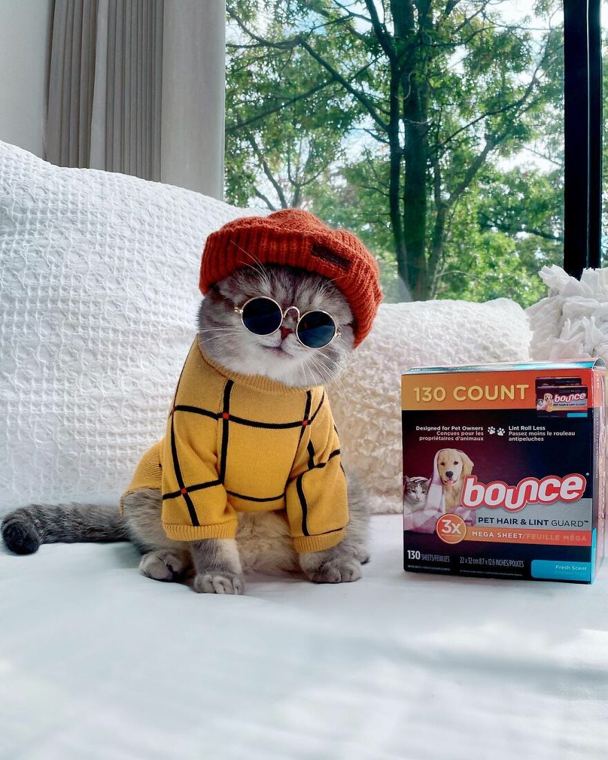 "Fashionable Feline: The Heartwarming Story of a Rescued Cat Who Became an Instagram Star" - yeudon