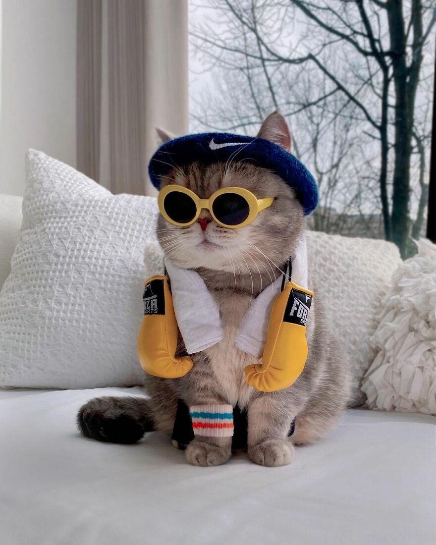 "Fashionable Feline: The Heartwarming Story of a Rescued Cat Who Became an Instagram Star" - yeudon