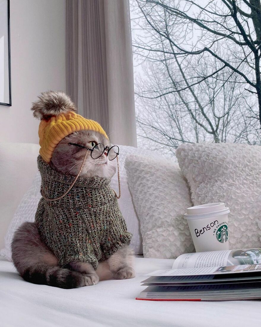 "Fashionable Feline: The Heartwarming Story of a Rescued Cat Who Became an Instagram Star" - yeudon