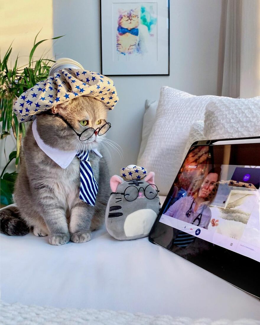 "Fashionable Feline: The Heartwarming Story of a Rescued Cat Who Became an Instagram Star" - yeudon