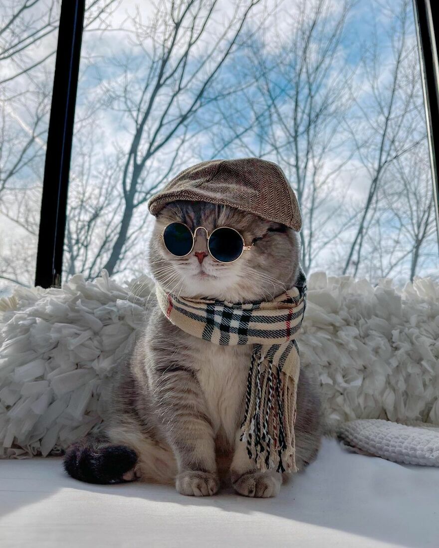 "Fashionable Feline: The Heartwarming Story of a Rescued Cat Who Became an Instagram Star" - yeudon