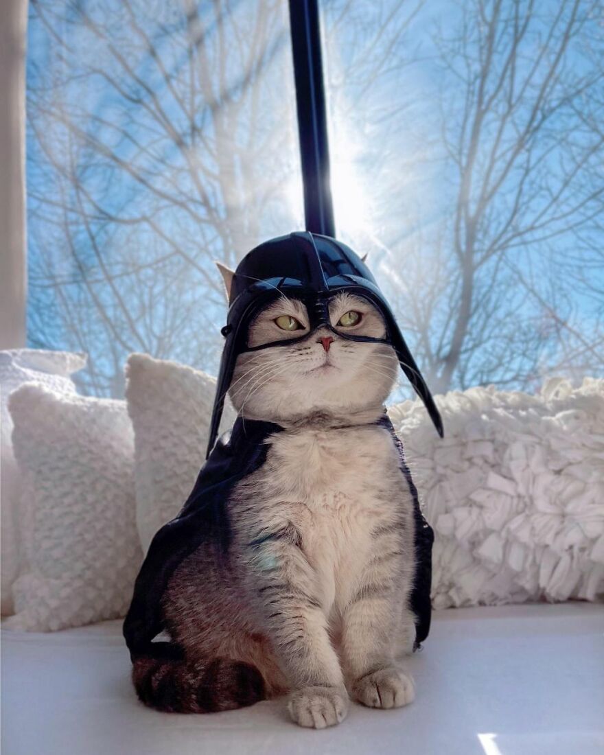 "Fashionable Feline: The Heartwarming Story of a Rescued Cat Who Became an Instagram Star" - yeudon