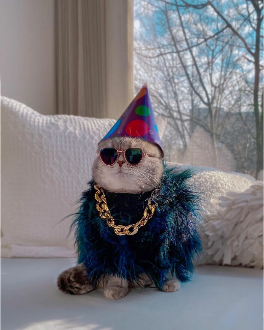 "Fashionable Feline: The Heartwarming Story of a Rescued Cat Who Became an Instagram Star" - yeudon