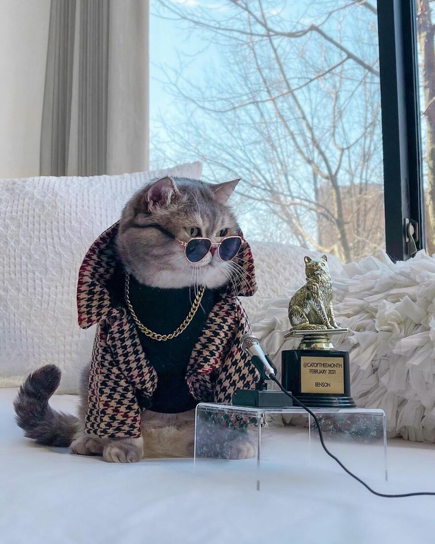 "Fashionable Feline: The Heartwarming Story of a Rescued Cat Who Became an Instagram Star" - yeudon