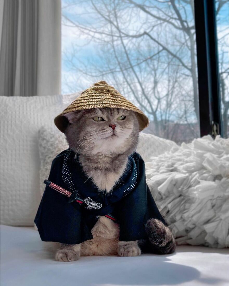 "Fashionable Feline: The Heartwarming Story of a Rescued Cat Who Became an Instagram Star" - yeudon