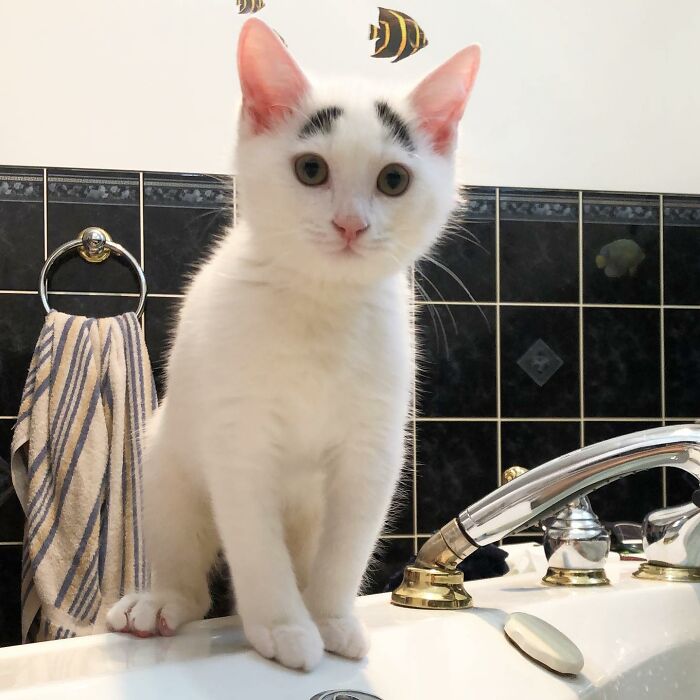 Introducing Hénri: The Viral Cat Sporting Eyebrows That Set Him Apart - yeudon