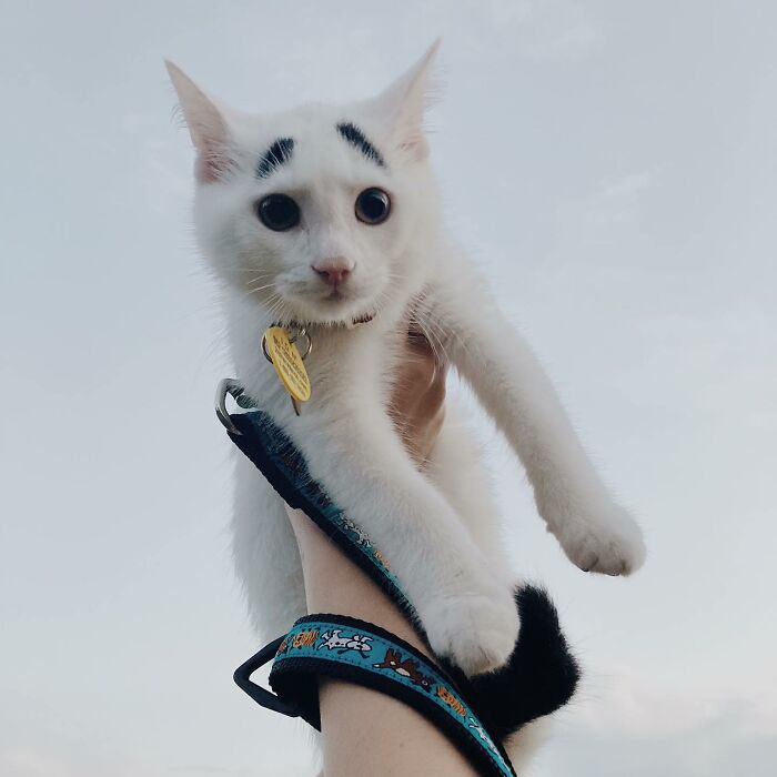 Introducing Hénri: The Viral Cat Sporting Eyebrows That Set Him Apart - yeudon