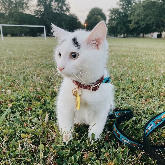 Introducing Hénri: The Viral Cat Sporting Eyebrows That Set Him Apart - yeudon