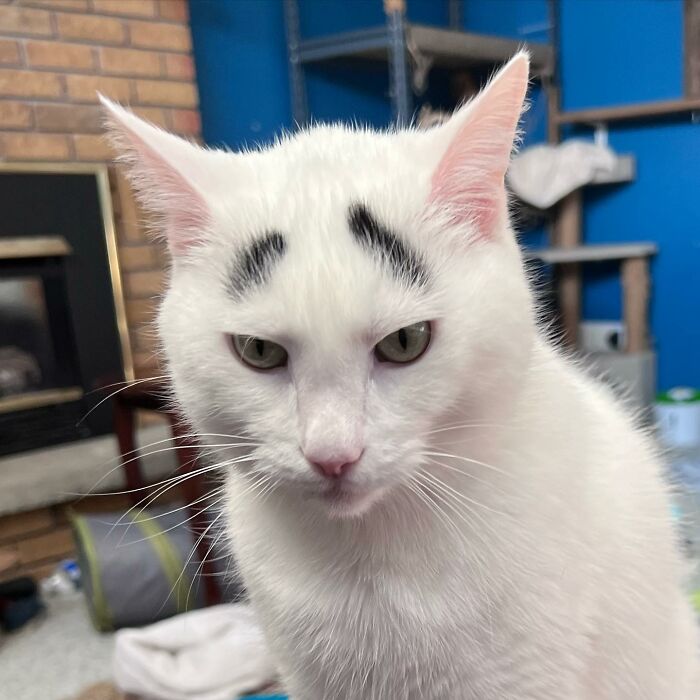 Introducing Hénri: The Viral Cat Sporting Eyebrows That Set Him Apart - yeudon