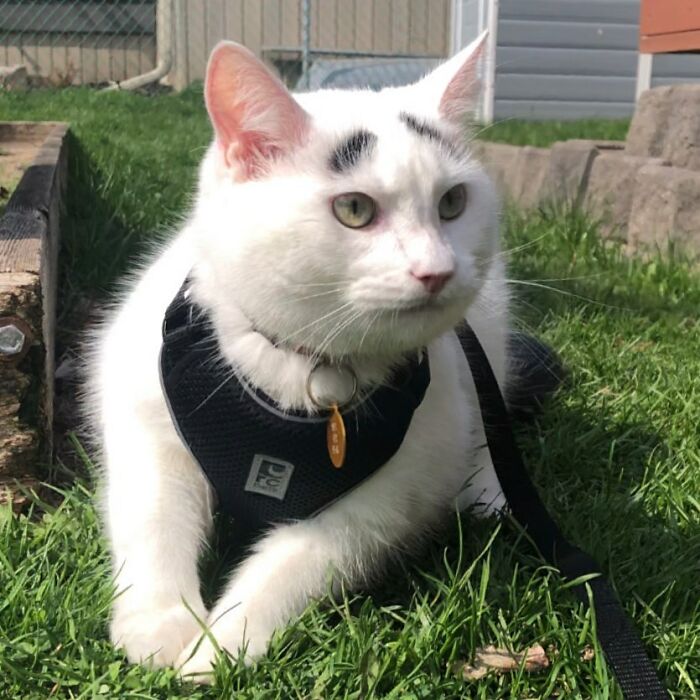 Introducing Hénri: The Viral Cat Sporting Eyebrows That Set Him Apart - yeudon