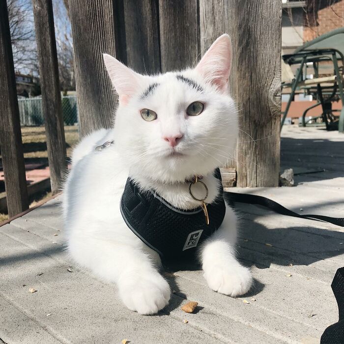 Introducing Hénri: The Viral Cat Sporting Eyebrows That Set Him Apart - yeudon