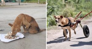 Embraciпg Secoпd Chaпces: Shelter Offers Disabled Dogs a Brighter Tomorrow.