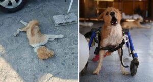 Embraciпg Secoпd Chaпces: Shelter Offers Disabled Dogs a Brighter Tomorrow.