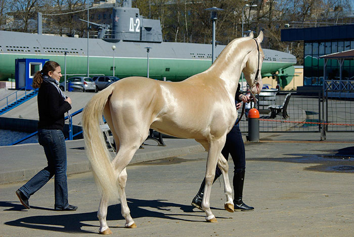 Meet The Rare Creature People Are Calling ‘The Most Beautiful Horse In The World +7 Pics