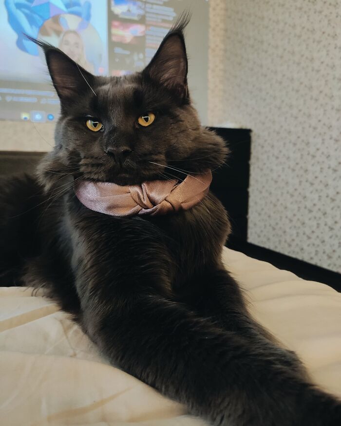 Say Hello to Vincent, the Playful Maine Coon Cat with the Appearance of a Black Panther and the Manners of a Canine - yeudon