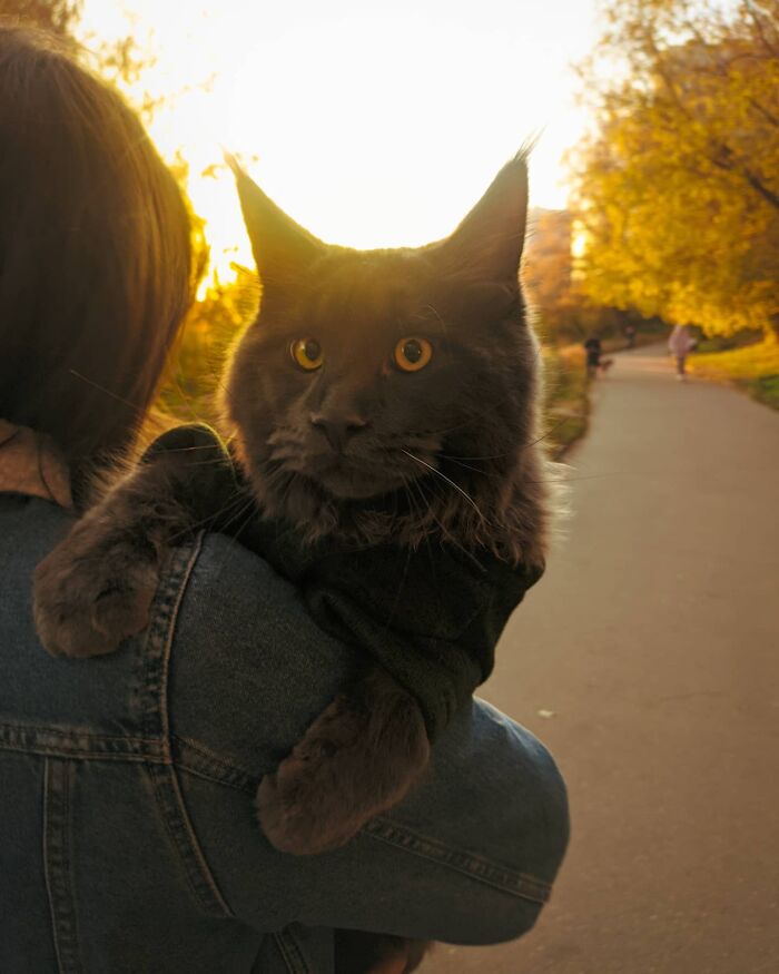 Say Hello to Vincent, the Playful Maine Coon Cat with the Appearance of a Black Panther and the Manners of a Canine - yeudon