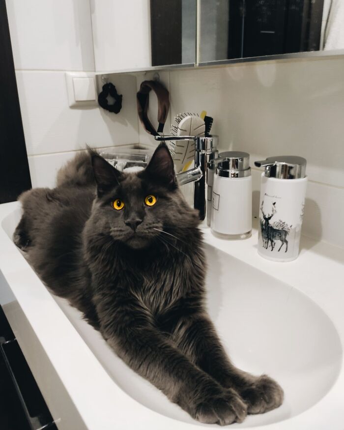 Say Hello to Vincent, the Playful Maine Coon Cat with the Appearance of a Black Panther and the Manners of a Canine - yeudon