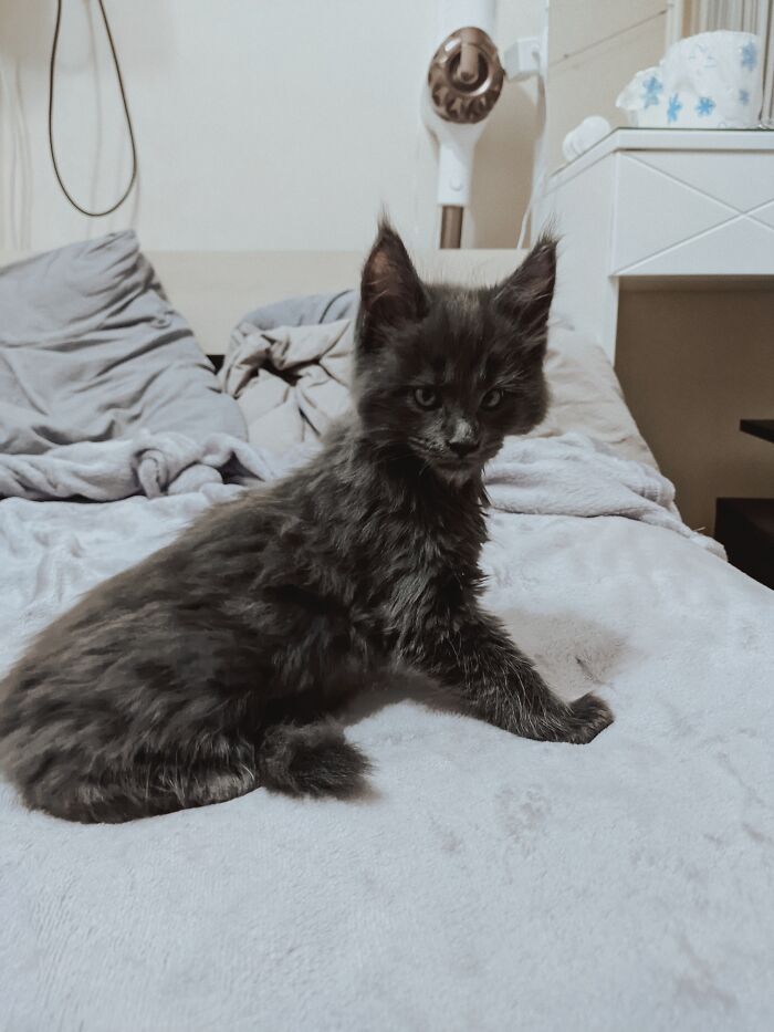 Say Hello to Vincent, the Playful Maine Coon Cat with the Appearance of a Black Panther and the Manners of a Canine - yeudon