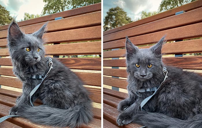 Say Hello to Vincent, the Playful Maine Coon Cat with the Appearance of a Black Panther and the Manners of a Canine - yeudon